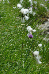 Eriophorum latifolium