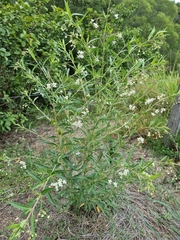 Gomphocarpus