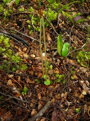 Corybas cheesemanii