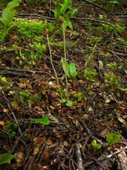 Corybas cheesemanii