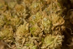 Sphagnum fuscum
