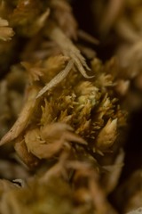 Sphagnum fuscum