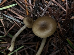 Lyophyllaceae