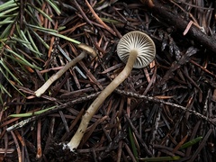 Lyophyllaceae