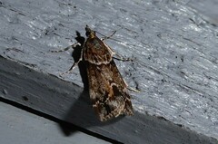 Eudonia submarginalis