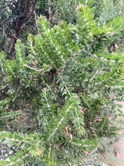 Melaleuca squarrosa