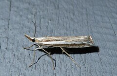 Orocrambus vittellus