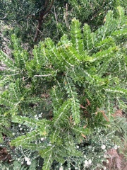Melaleuca squarrosa