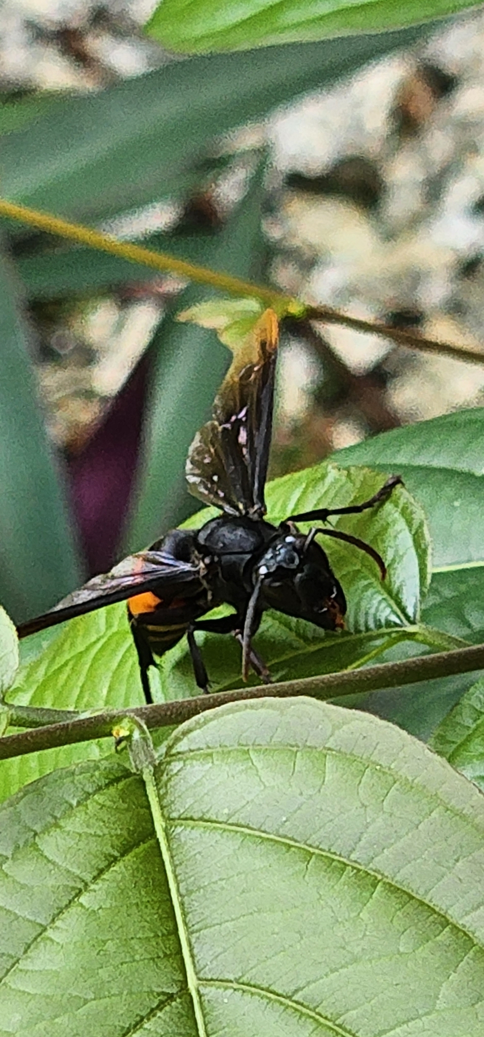 Vespa Tropica (Linnaeus, 1758)