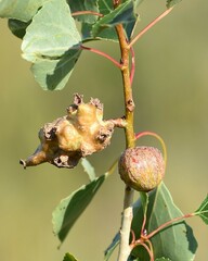 Pemphigus vesicarius