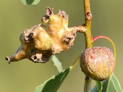 Pemphigus vesicarius