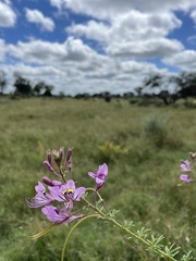 Cleome hirta