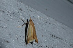 Orocrambus flexuosellus