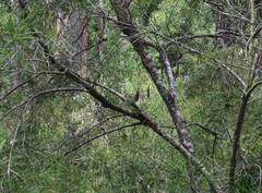 Neophema chrysostoma