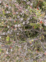 Leptospermum scoparium