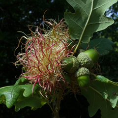 Andricus caputmedusae