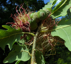 Andricus caputmedusae