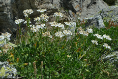 Achillea erba-rotta