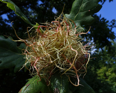 Andricus caputmedusae