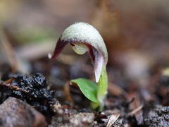 Corybas cheesemanii