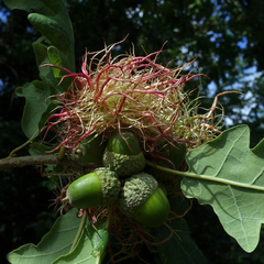 Andricus caputmedusae