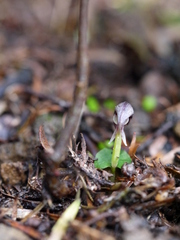 Corybas cheesemanii