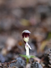 Corybas cheesemanii