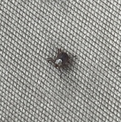 Dermacentor occidentalis