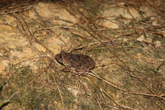 Fejervarya cancrivora