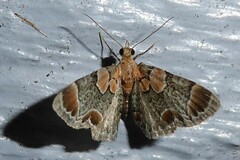 Chloroclystis lichenodes