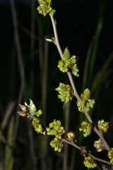 Lindera glauca