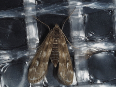 Hygraula nitens
