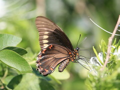 Battus polydamas polydamas