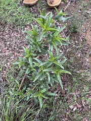 Penstemon spectabilis