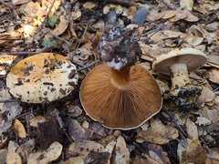Cortinarius xanthodryophilus