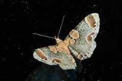 Chloroclystis lichenodes