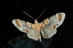 Chloroclystis lichenodes