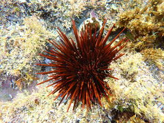 Heliocidaris tuberculata