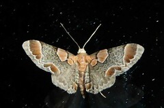 Chloroclystis lichenodes