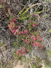 Epacris impressa