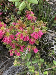 Epacris impressa