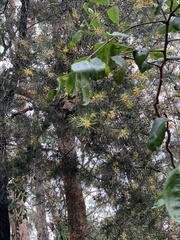 Persoonia linearis