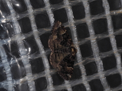 Aporoctena scierodes