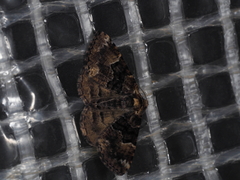 Aporoctena scierodes