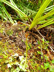 Chiloglottis cornuta