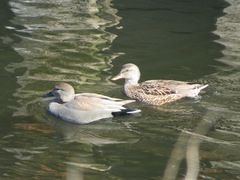 Mareca strepera strepera