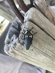 Sternocera orissa orissa