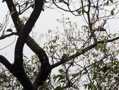 Yungipicus canicapillus