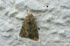 Polyphaenis sericata