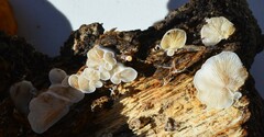 Clitopilus hobsonii